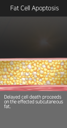 Fat cell apoptosis — manufacturer illustration